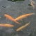 虹鳟金鳟鱼，规格齐全。保质保量！！！！！