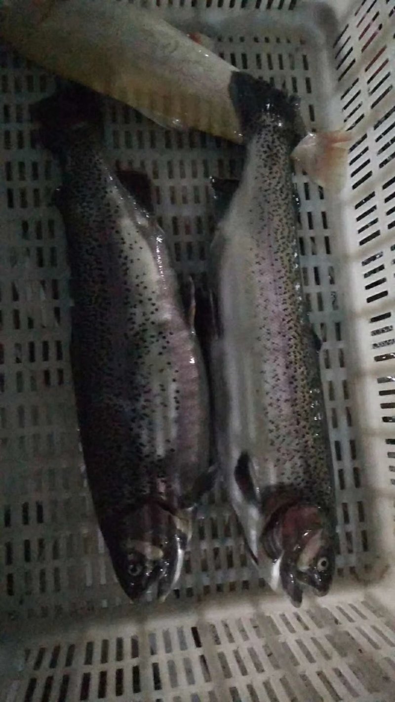 虹鳟金鳟鱼，规格齐全。保质保量！！！！！