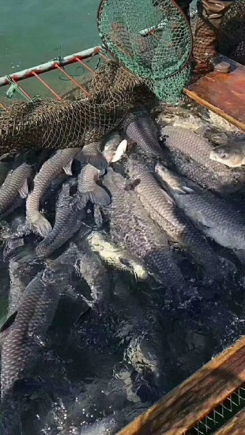 青鱼各种规格都有，保质保量，全国都可发货