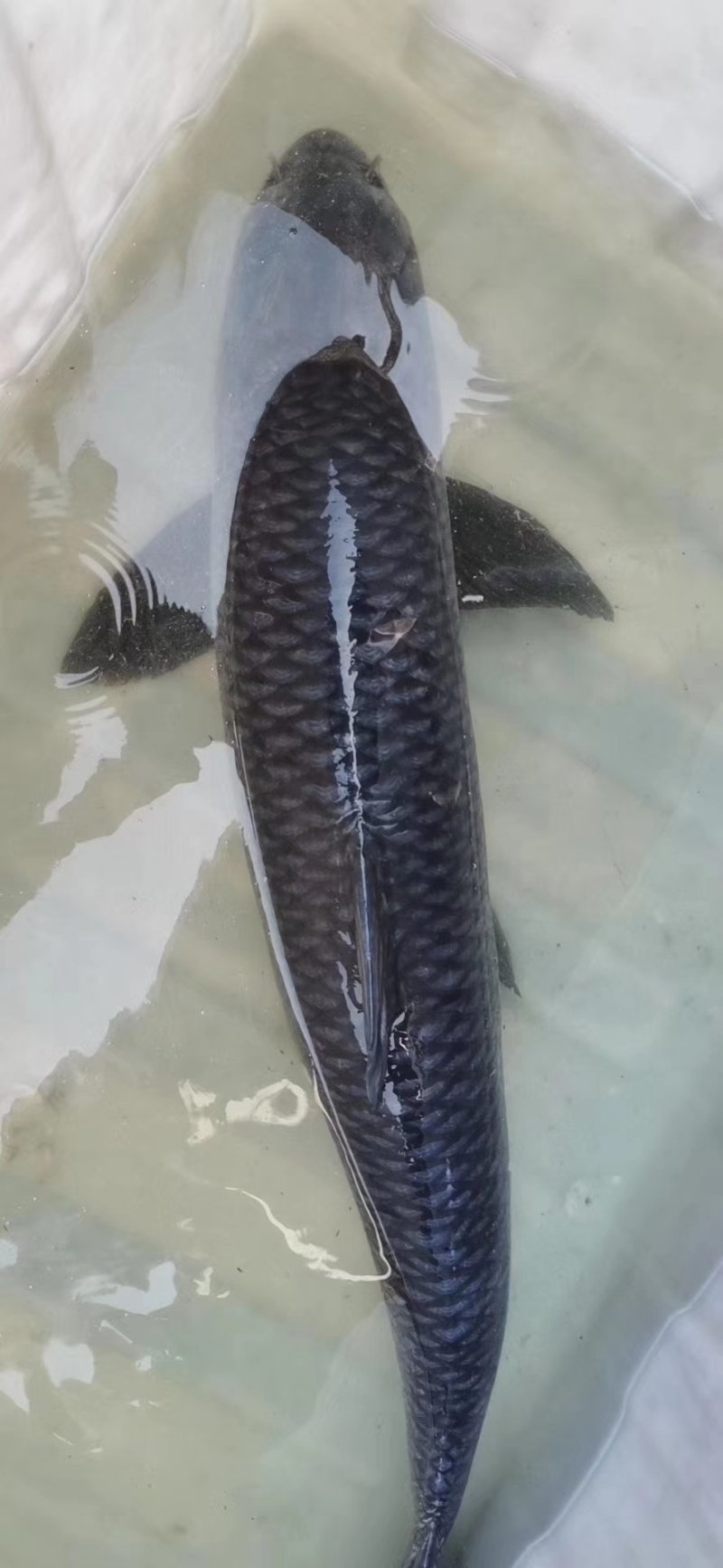 青鱼各种规格都有，保质保量，全国都可发货