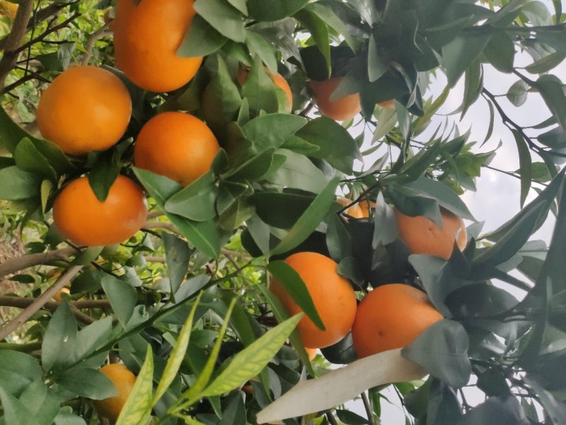 精品沃柑果靓味甜