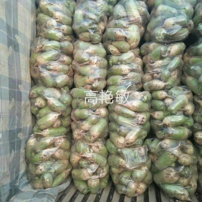 罐萝卜1~1.5斤起地主货精挑装可视频看货