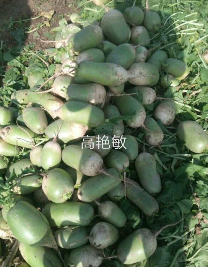 罐萝卜1~1.5斤起地主货精挑装可视频看货