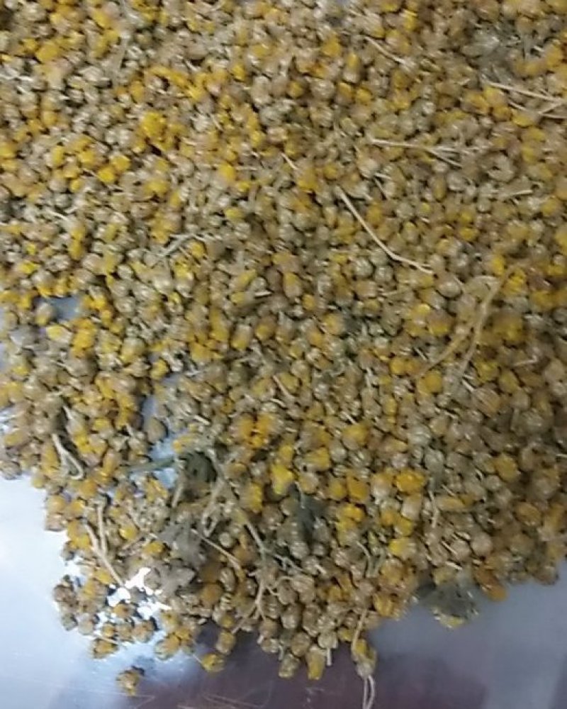 野菊花