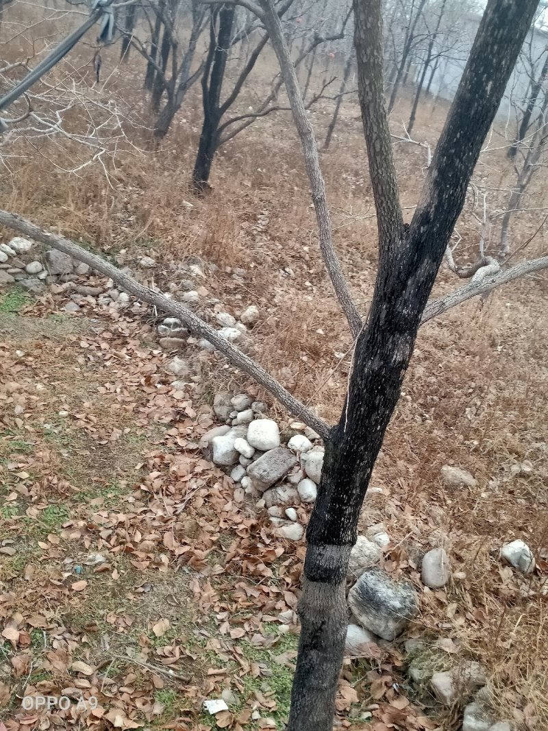 柿子树，各种规格的都有规格不一样价格不一样