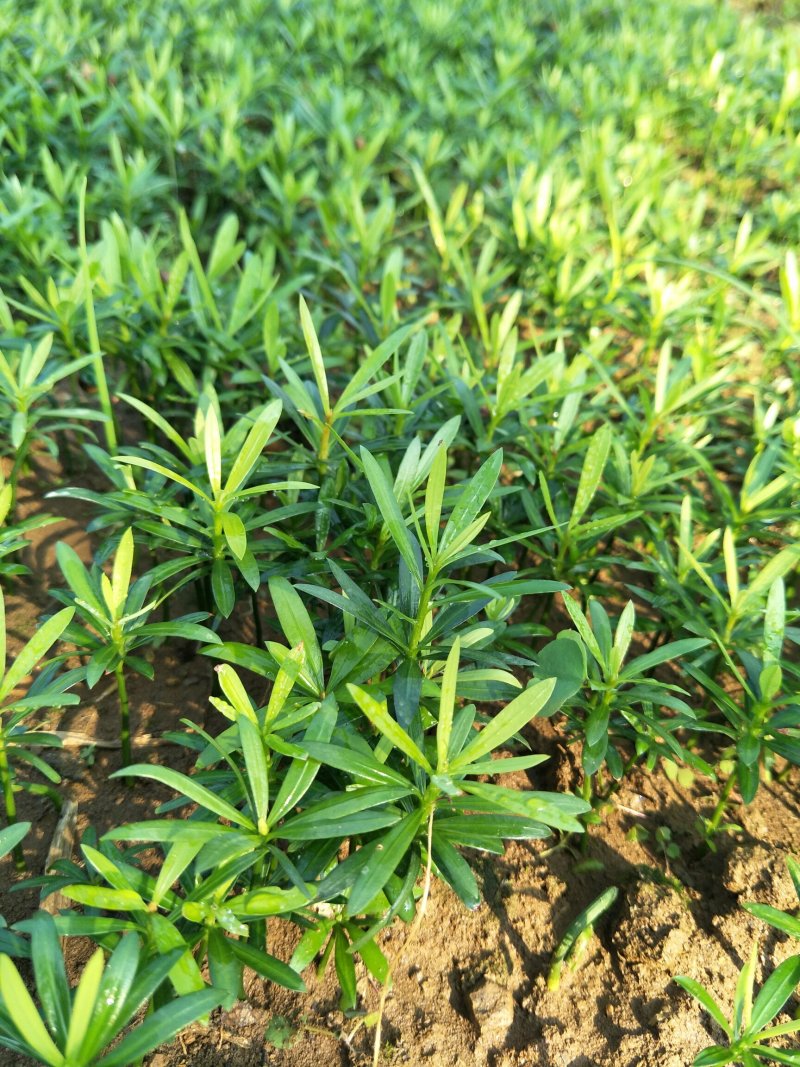 小叶罗汉松，造型罗汉松小树桩，装盆景首先苗