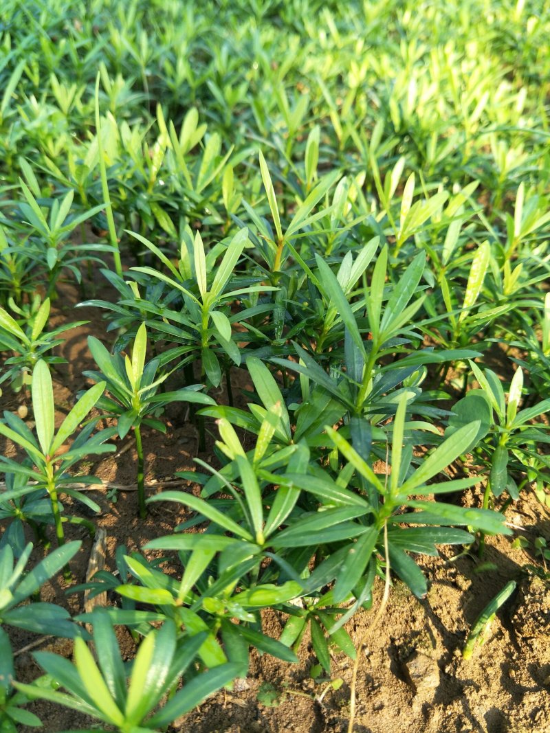 小叶罗汉松，造型罗汉松小树桩，装盆景首先苗