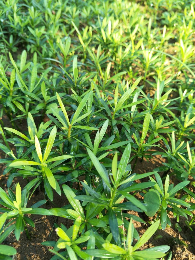 小叶罗汉松，造型罗汉松小树桩，装盆景首先苗