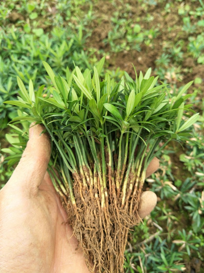 小叶罗汉松，造型罗汉松小树桩，装盆景首先苗