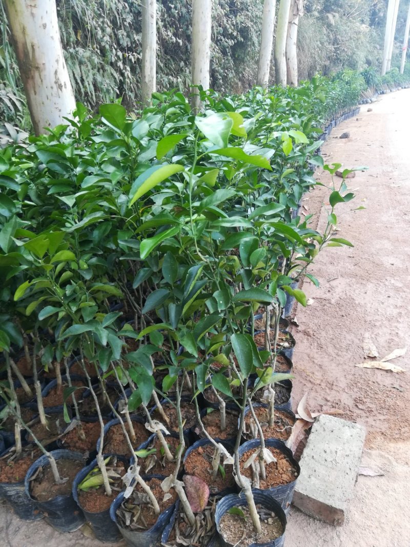 沙糖桔苗，正品嫁接苗，种植第二年可以挂果