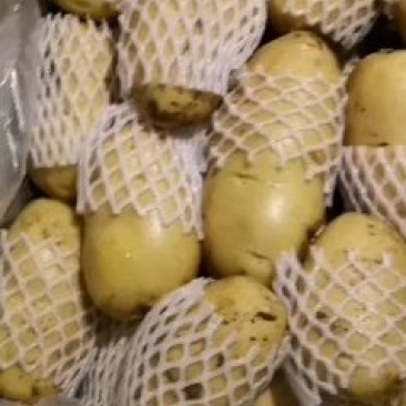 山东荷兰十五土豆供应之中货源充足按质量论价