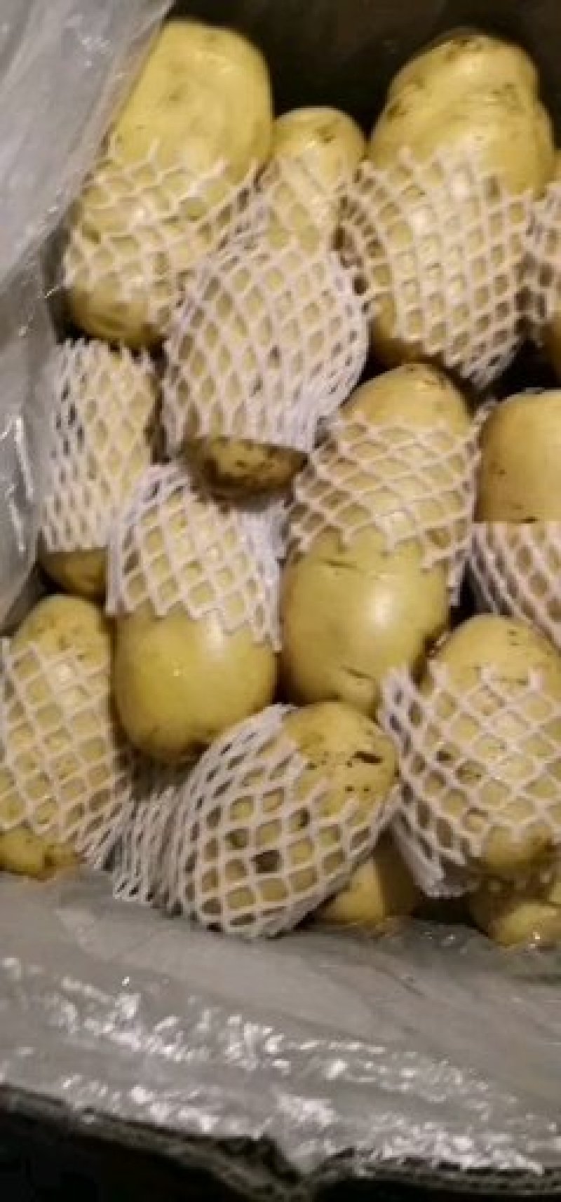 山东荷兰十五土豆供应之中货源充足按质量论价