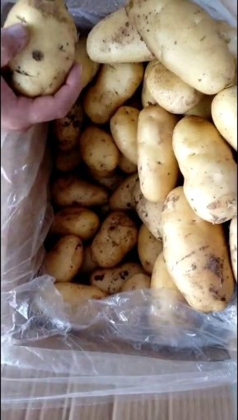 山东荷兰十五土豆供应之中货源充足按质量论价