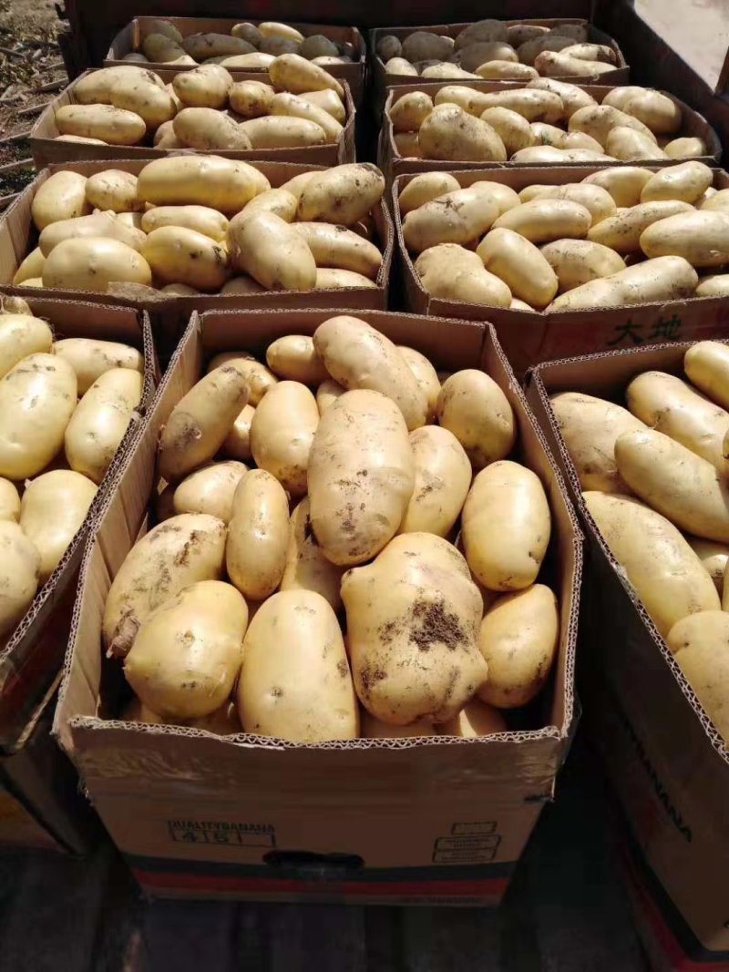 山东荷兰十五土豆供应之中货源充足按质量论价