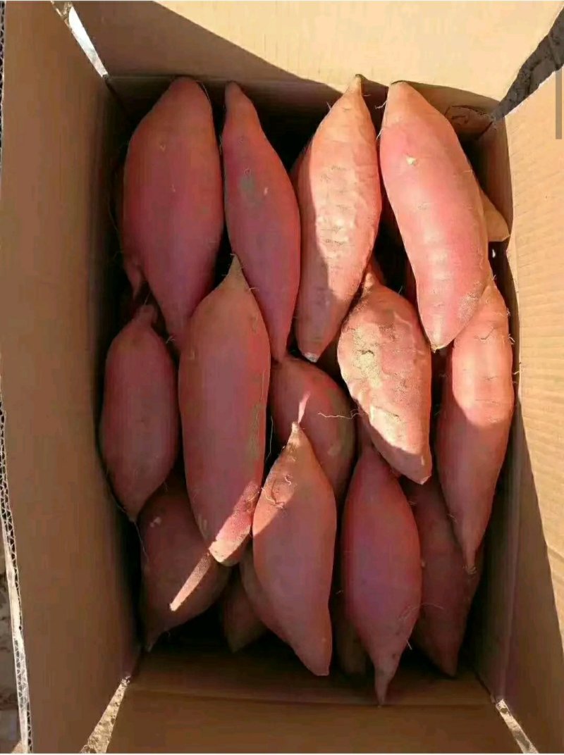 【精品】烟薯25脱毒蜜薯河北万亩基地规格齐全大量供货电联优惠
