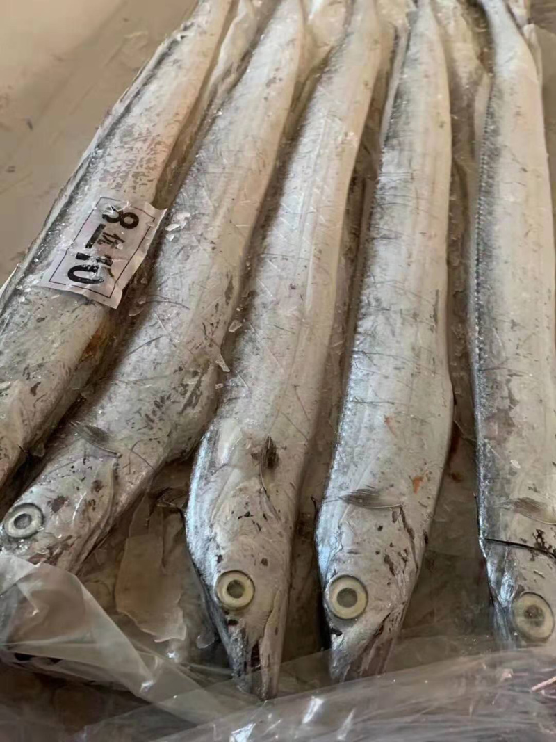 网红刀鱼