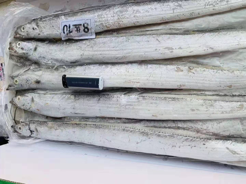 网红刀鱼