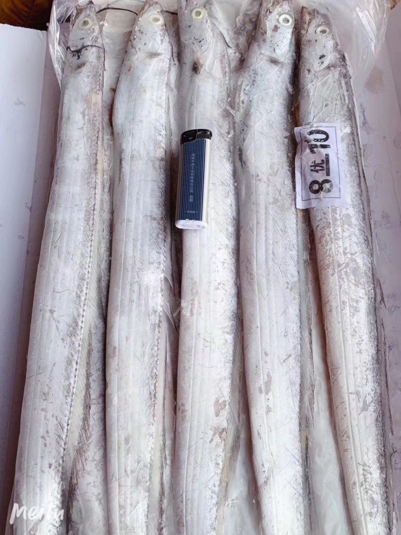 网红刀鱼