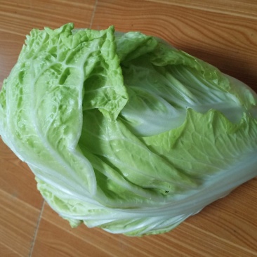 白菜