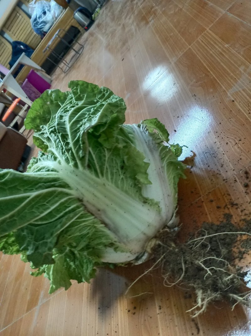 白菜