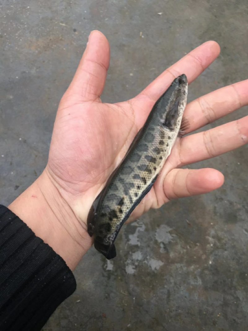 鲫鱼包成活诚信经营
