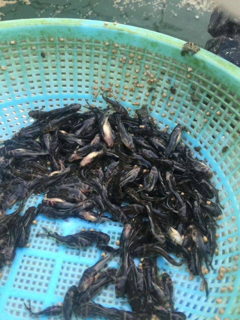 鲫鱼包成活诚信经营
