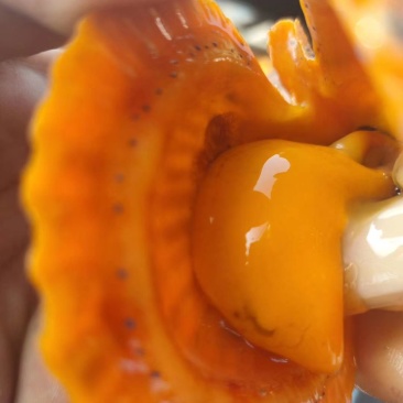 黄金扇贝30斤起批量大更优