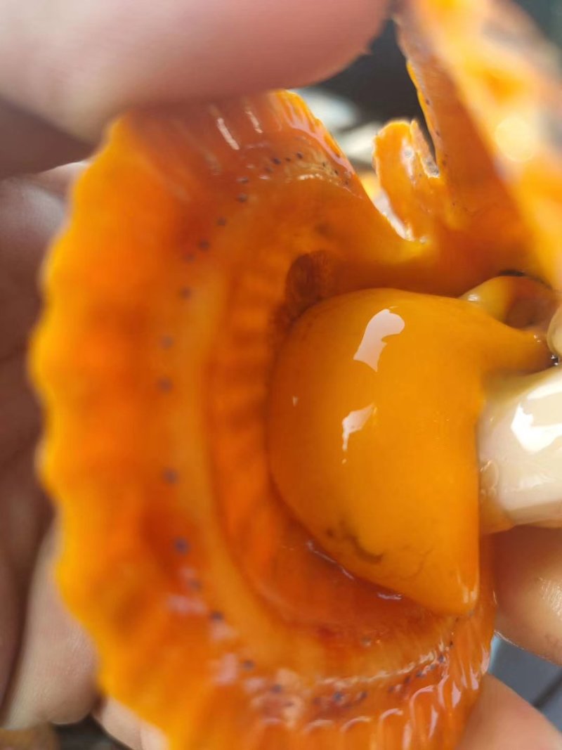 黄金扇贝30斤起批量大更优