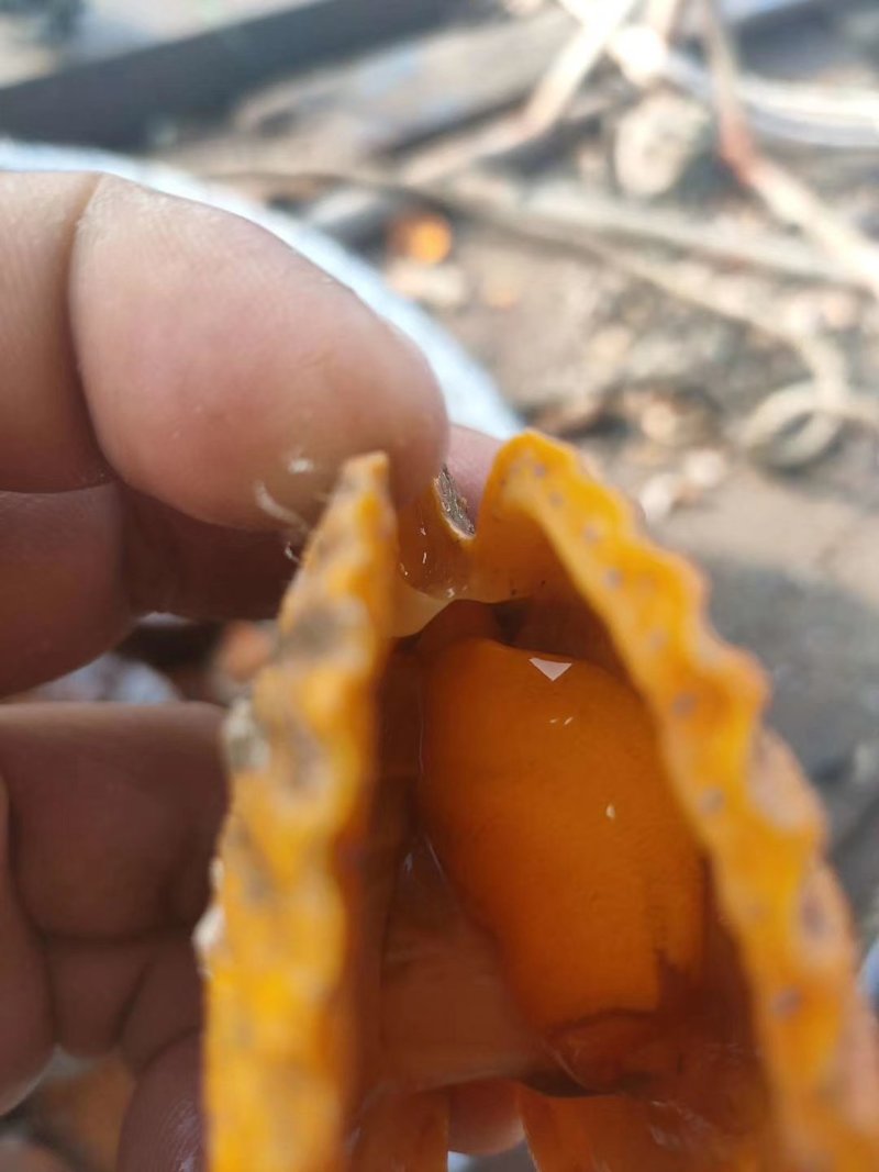 黄金扇贝30斤起批量大更优