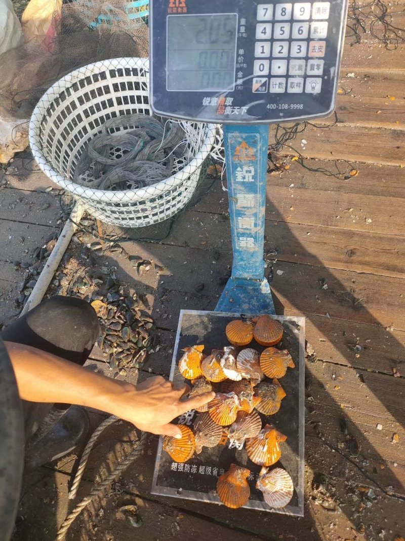 黄金扇贝30斤起批量大更优