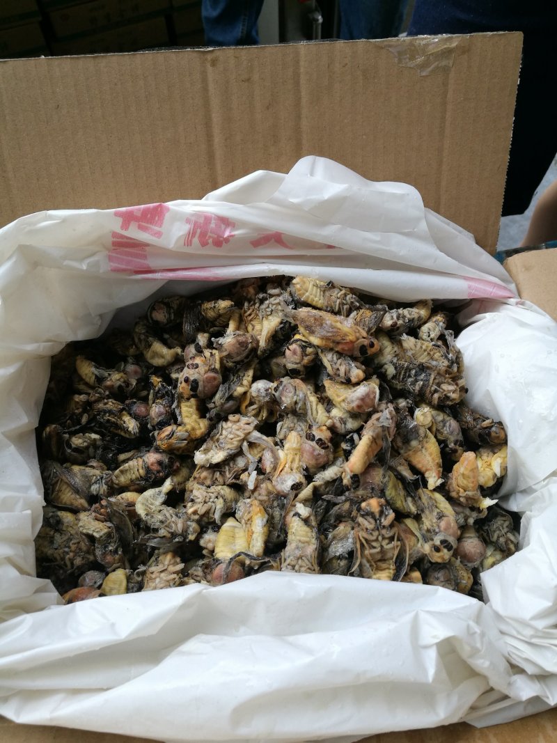 白蝉，金蝉，山东省当年新货。