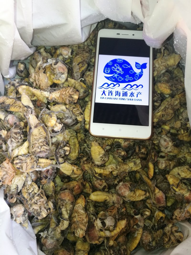 白蝉，金蝉，山东省当年新货。