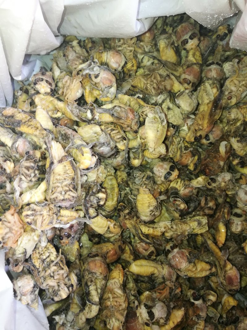 白蝉，金蝉，山东省当年新货。