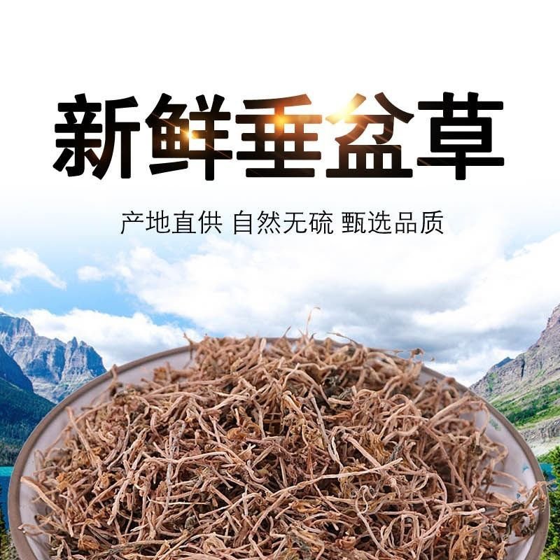 垂盆草中草药野生干垂盆草新货无杂质净货
