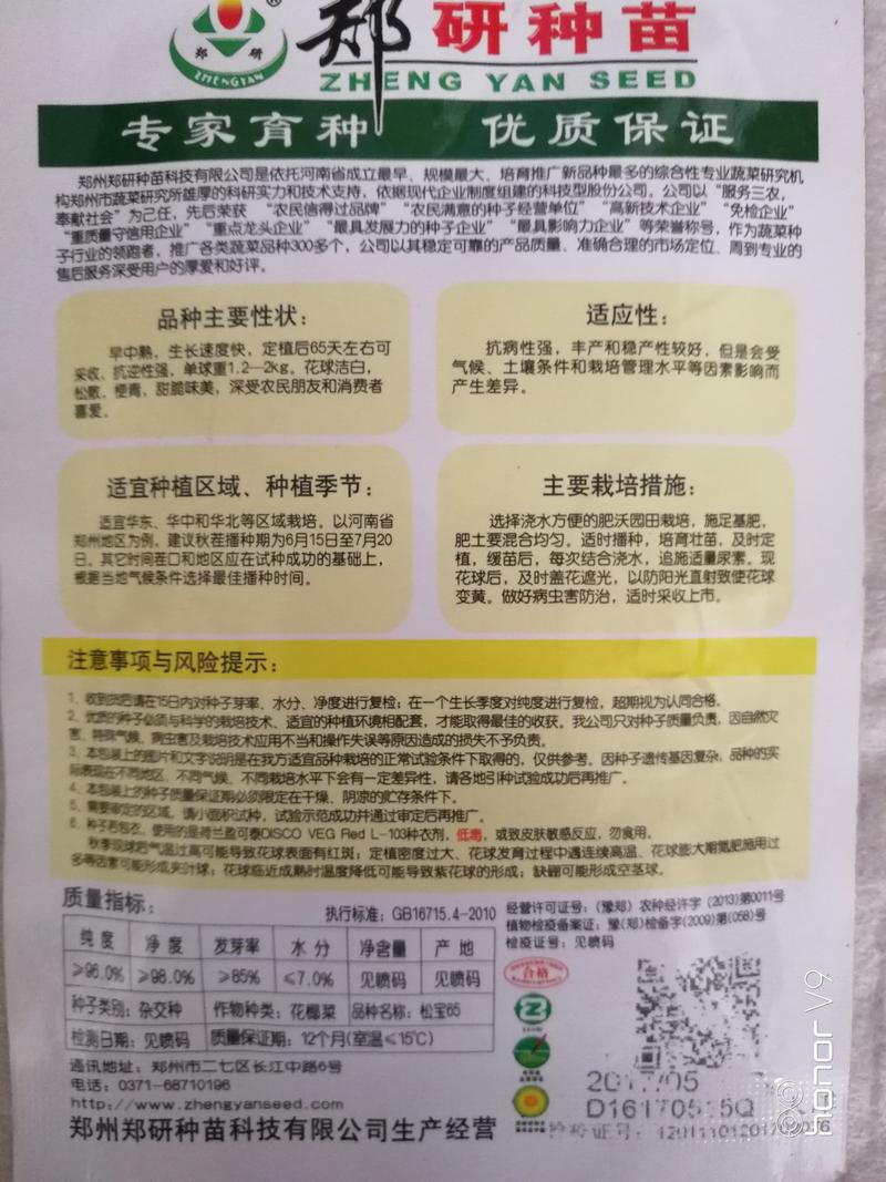 【精】郑研松宝55菜花种子，早熟高产，稳定，商品性好！