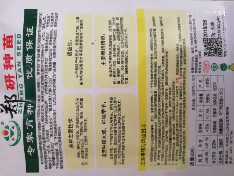 【精】郑研松宝65菜花种子，花球大，产量高