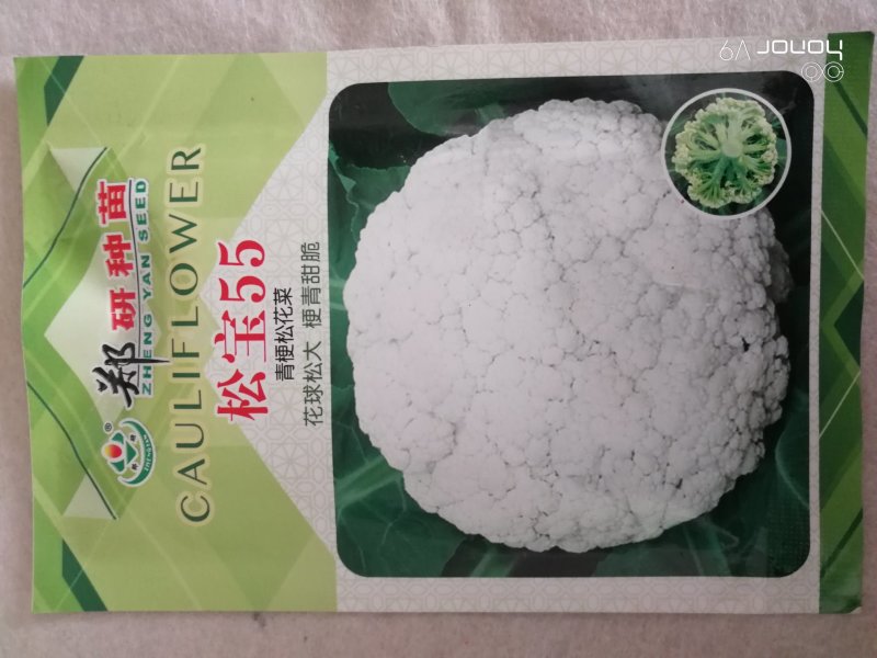 【精】郑研松宝65菜花种子，花球大，产量高