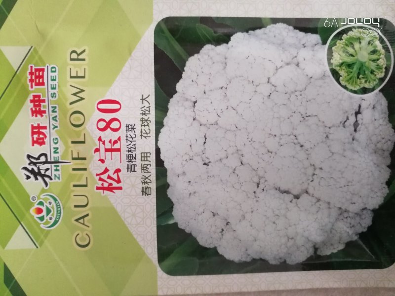 【精】郑研松宝65菜花种子，花球大，产量高