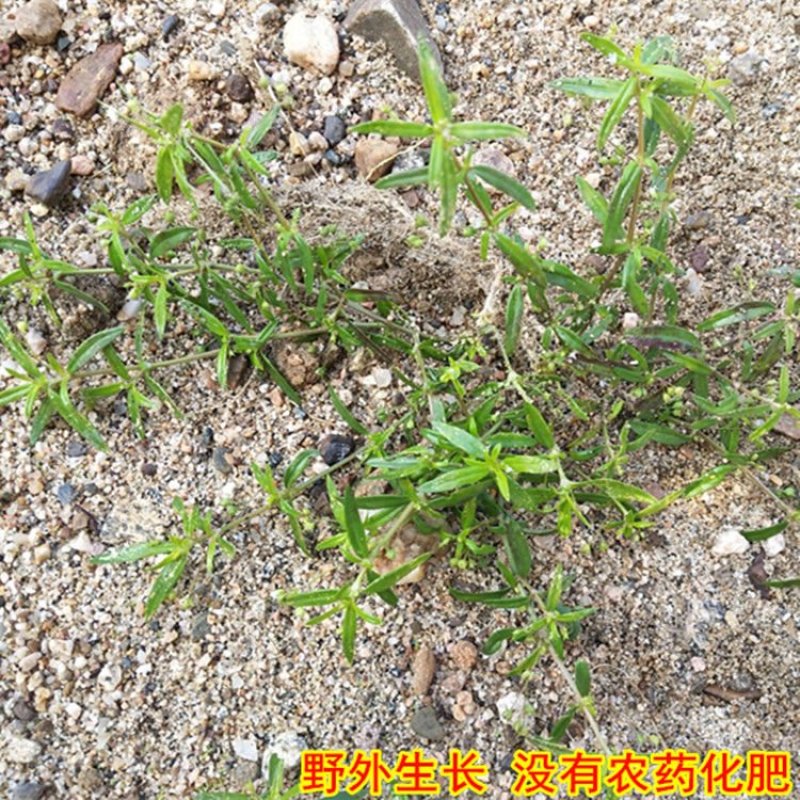 半枝莲批发半枝莲可供实体店批发零售量大从优