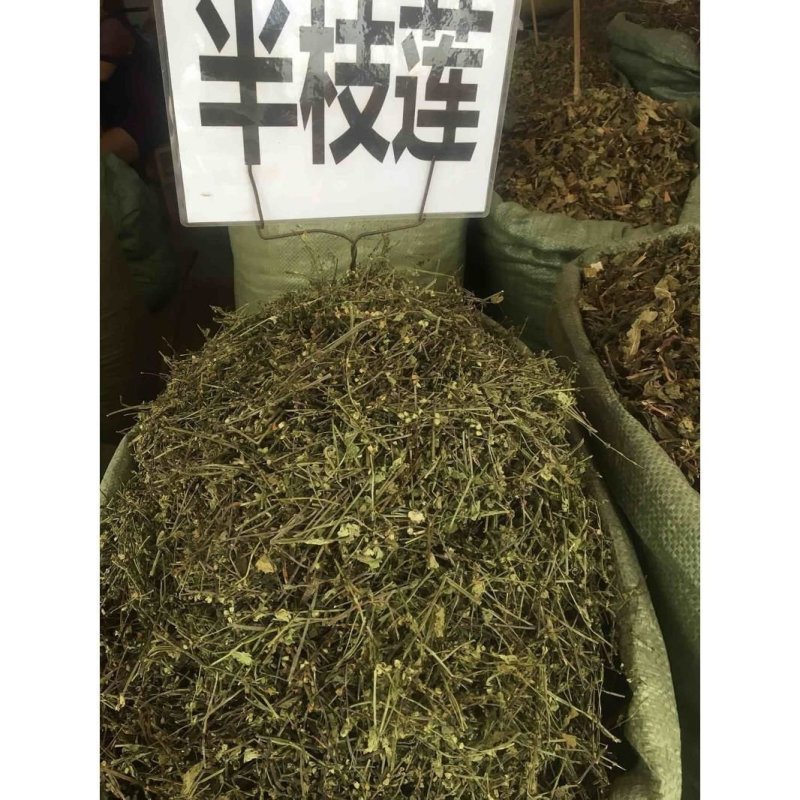 半枝莲批发半枝莲可供实体店批发零售量大从优