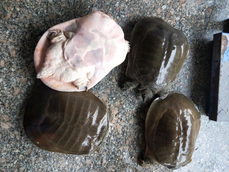 淘汰退役老甲鱼