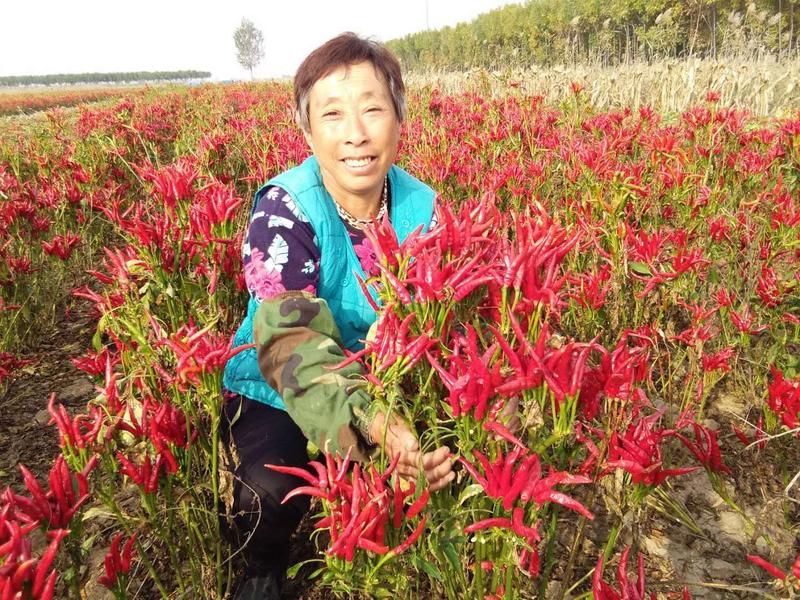 【聚便宜】红太阳簇生朝天椒种子早熟风干可一次性采摘