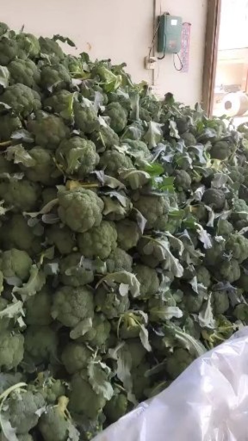 河南新野优质西兰花，基地热销大量供应欢迎大家前来选购。