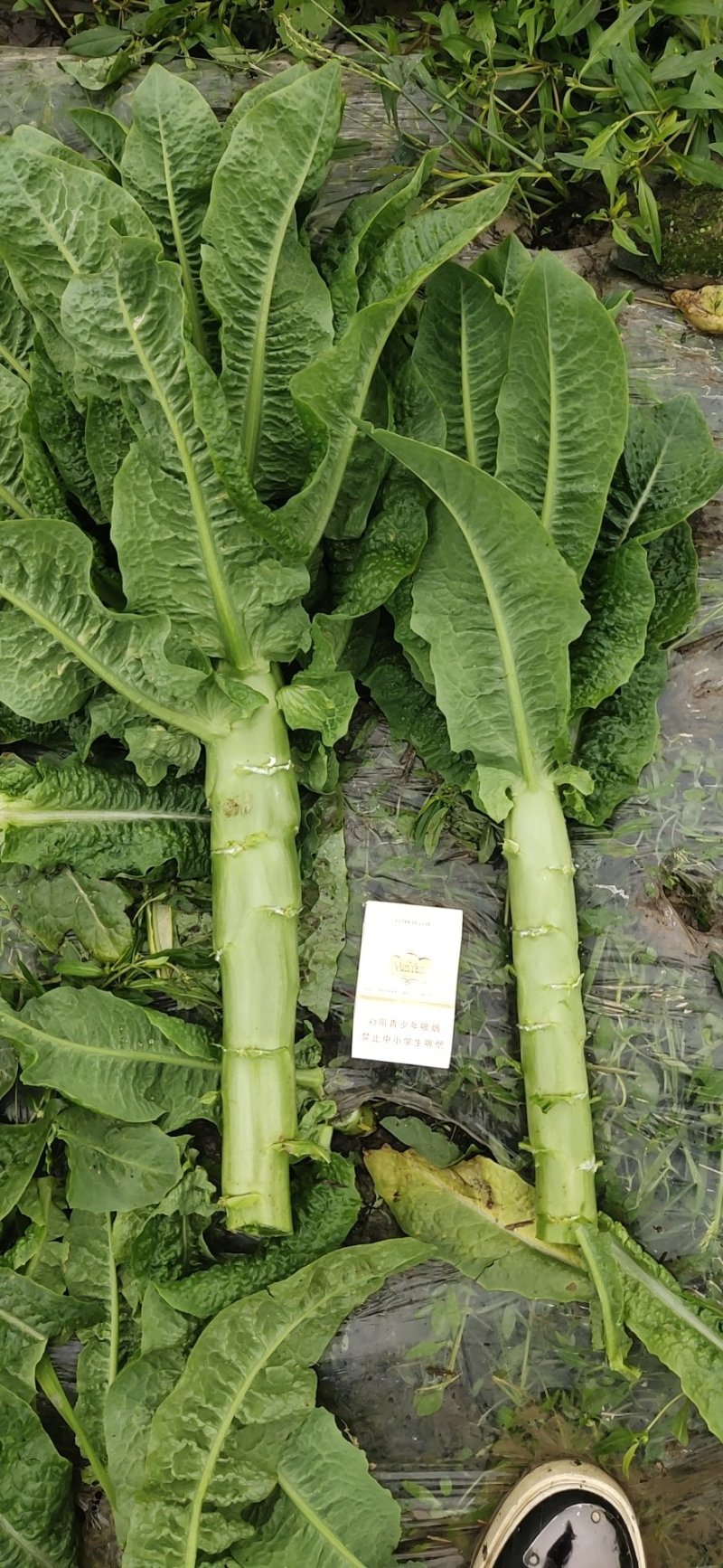 精品竹筒青竹筒青开始大量上市