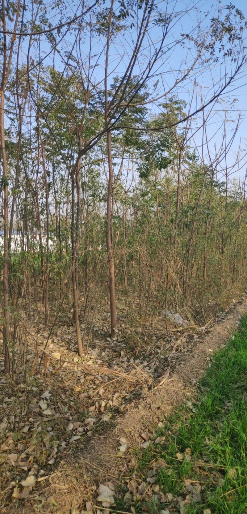 苦楝树苗批发苦楝树1-6公分左右