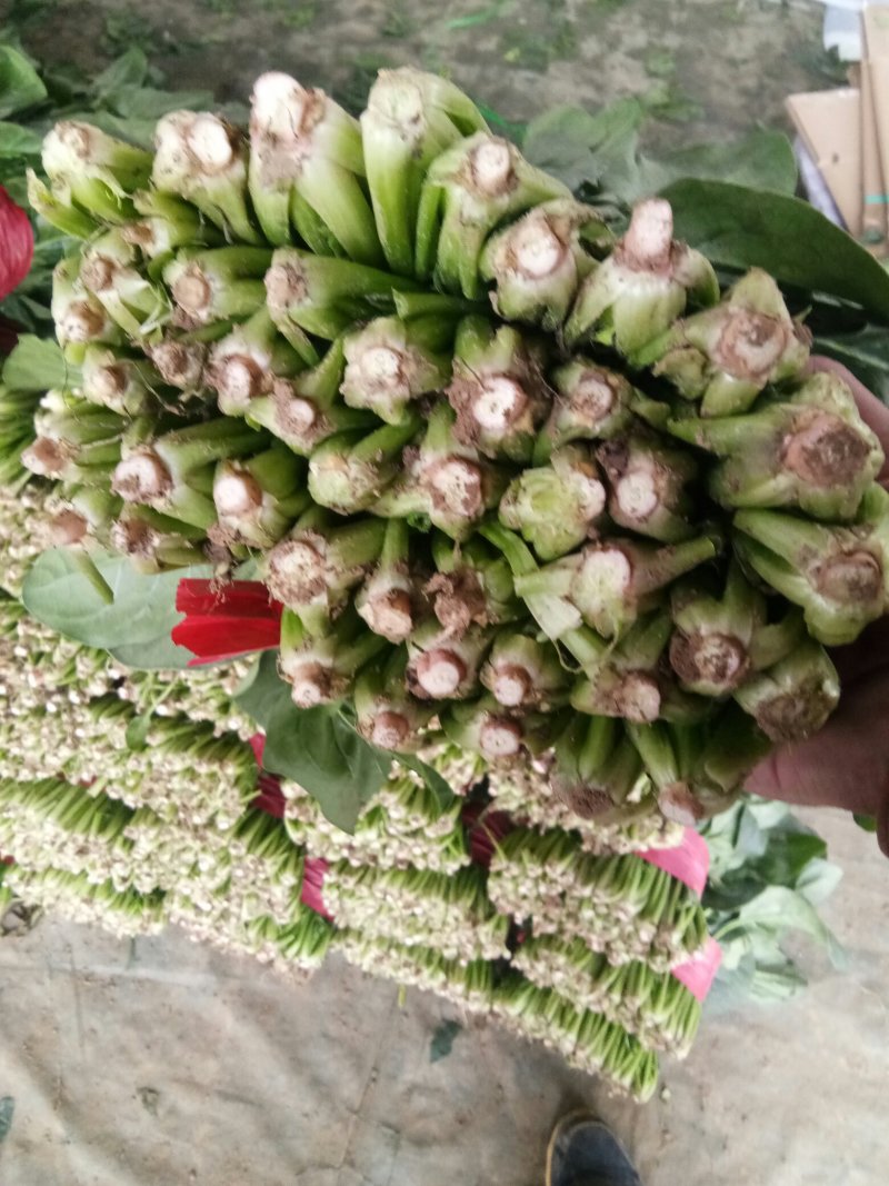山东省菏泽菠菜大量上市，各种规格，各种包装，精品菠菜
