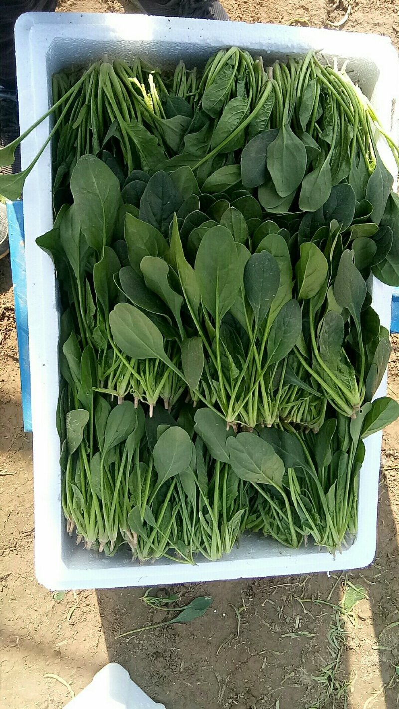 山东省菏泽菠菜大量上市，各种规格，各种包装，精品菠菜