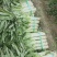 广西贺州富川红叶莴笋