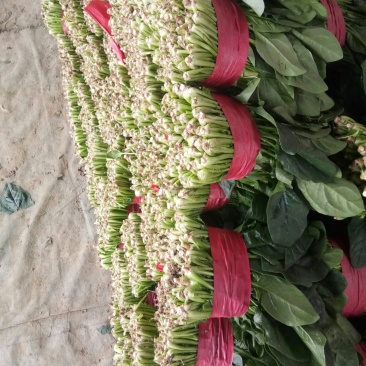 山东省菏泽菠菜大量上市，各种规格，各种包装，精品菠菜
