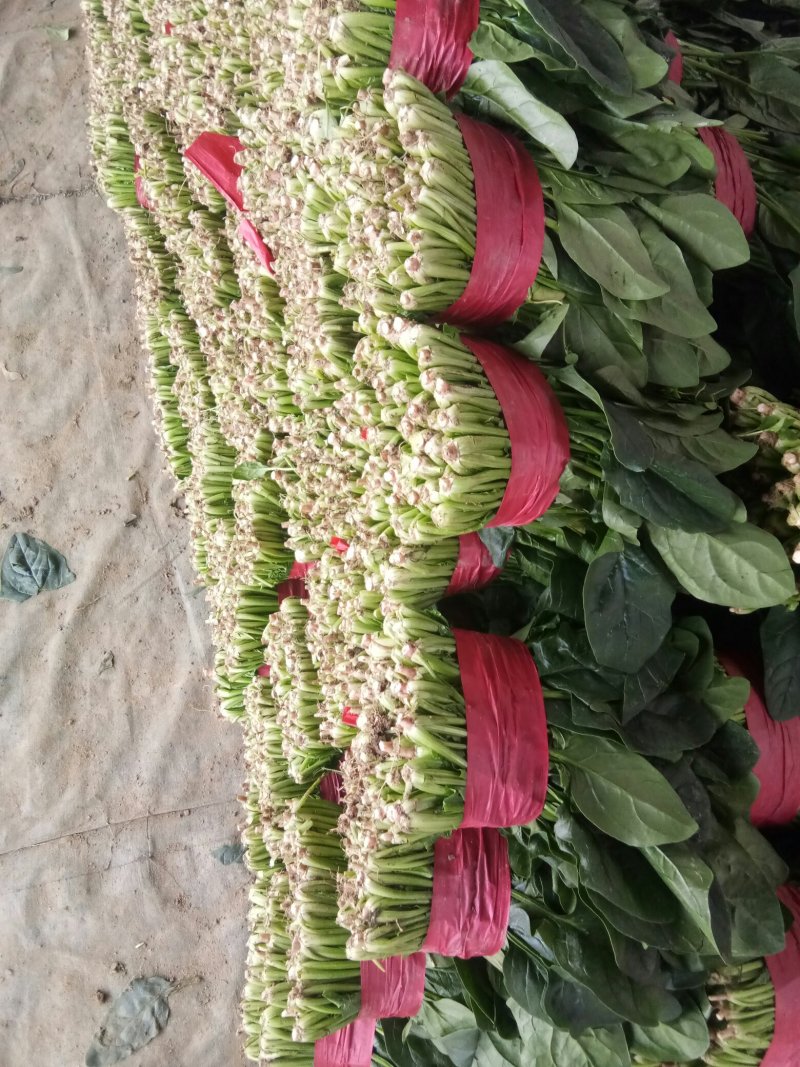 山东省菏泽菠菜大量上市，各种规格，各种包装，精品菠菜
